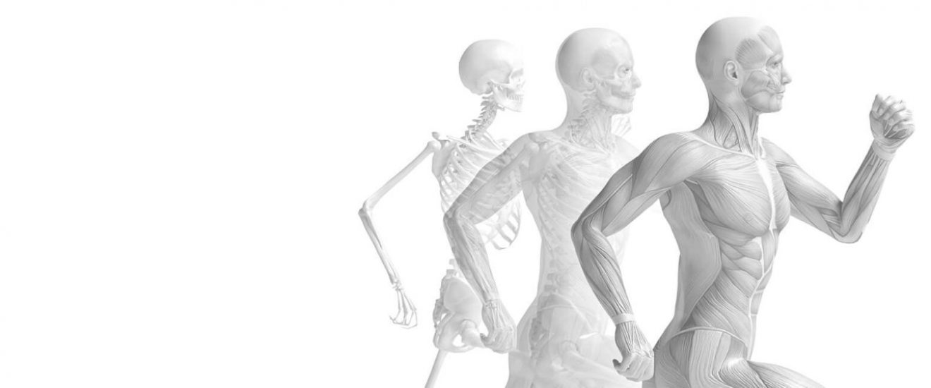 SLIDER obrazek, człowiek układ mięśniowy, układ kostny